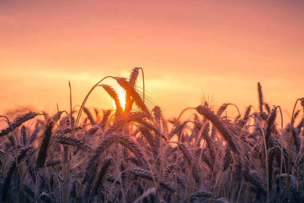 1. Clasificare - tipuri de agricultură în funcție de sol și practici - agricultura de precizie
