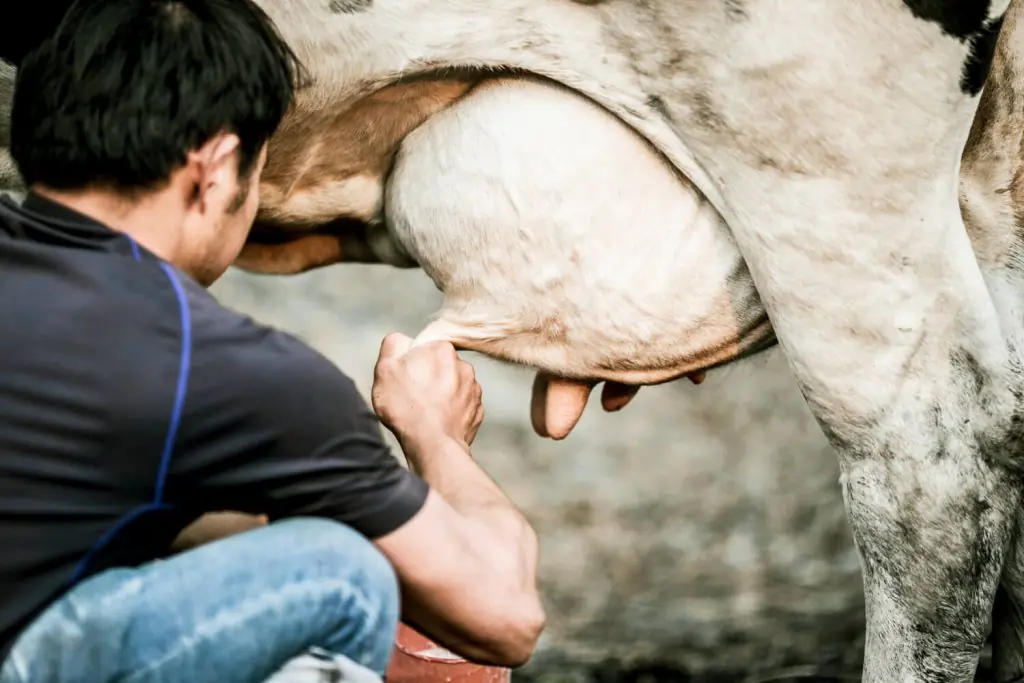 Blog - 1. Fișă de post pentru îngrijitorii de animale - ce presupune aceasta
