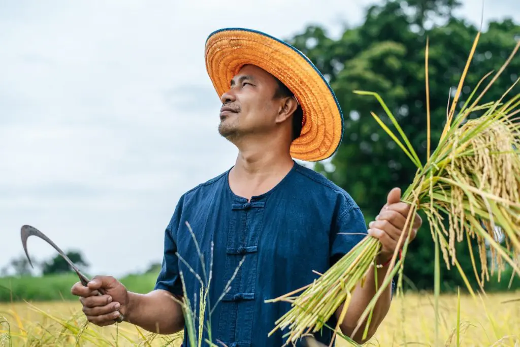 Blog - Când se culege porumbul - informații utile despre recoltare și soluții eficiente pentru agricultorii care nu au forță de muncă